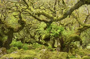 Understory: WistmanIs Wood showing old Oaks and moss covered