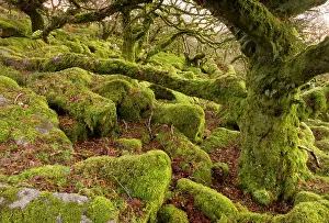 Wistmans: Wistman's Wood NNR - high altitude Common Oak woodland