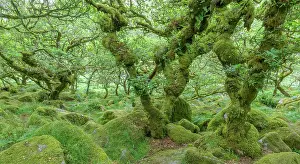 Wistmans: Wistmans Wood old oak forest, Dartmoor NP, Princetown