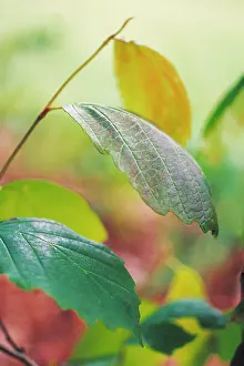 Witch: Witch Hazel