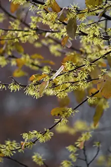 Witch: Witch Hazel