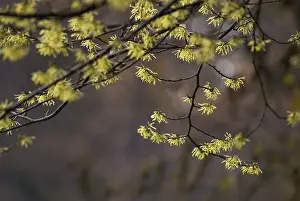 Witch: Witch Hazel