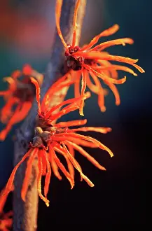 Witch: Witch Hazel