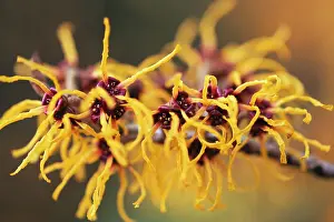 Witch: Witch Hazel