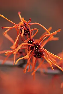 Aphrodite: Witch Hazel
