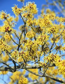 Witch: Witch Hazel