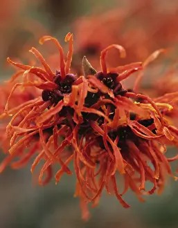 Witch: Witch Hazel