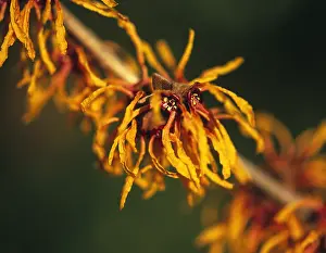 Witch: Witch Hazel