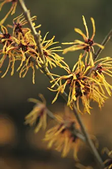Witch: Witch Hazel