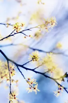 Witch: Witch Hazel