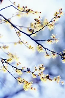 Witch: Witch Hazel
