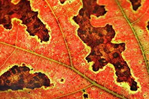 Witch: Witch Hazel