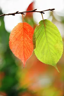 Witch: Witch Hazel