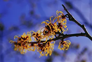 Witch: Witch Hazel
