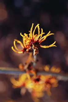 Witch: Witch Hazel