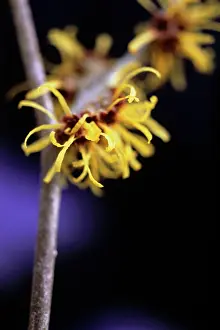 Scruffy: Witch Hazel