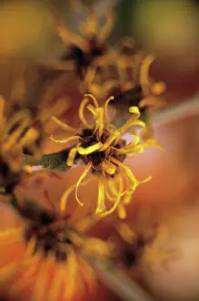 Witch: Witch Hazel