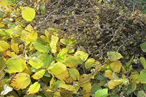 Ageing: Witch Hazel