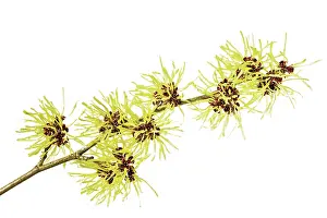 Witch: Witch Hazel