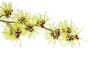 Witch: Witch Hazel