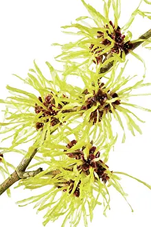 Witch: Witch Hazel