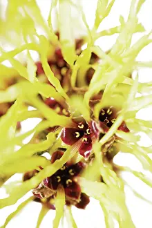 Surreal: Witch Hazel
