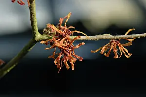 Hazel: Witch hazel