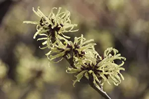 Hazel: Witch hazel, Hamamelis intermedia Sunburst, Yellow