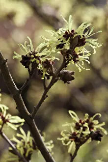 Hazel: Witch hazel, Hamamelis intermedia Sunburst, Yellow