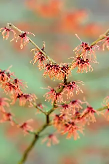 Witch: Witch hazel, Hamamelis x intermedia magic fire