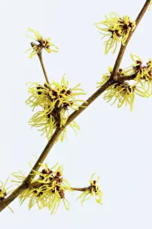 Pallida: Witch hazel, Hamamelis x intermedia Pallida, A