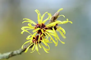 Pallida: Witch hazel, Hamamelis x intermedia Pallida, Close
