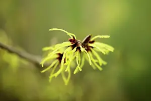 Pallida: Witch hazel, Hamamelis x intermedia Pallida, Close