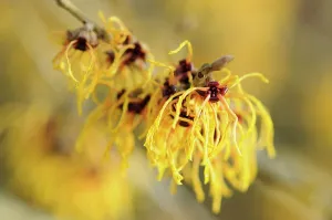 Witch: Witch hazel, Hamamelis x intermedia Vesna, Close