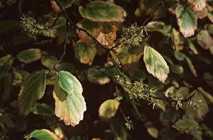 Hazels: WITCH HAZEL - medicinal
