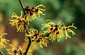 Hazels: WITCH HAZEL 'PrimaveraI - close-up of flower, Feb