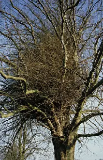 Acer: Witches broom in Maple tree