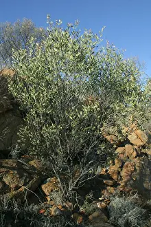 Grub: Witchetty Bush