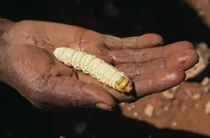 Grub: Witchetty Grub