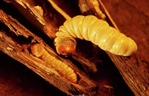 Xyleutes: Witchetty / Witjuti grub - wood moth larva, Aboriginal food