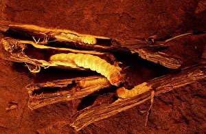 Grubs: Witchetty / Witjuti grub - wood moth larva, Aboriginal food