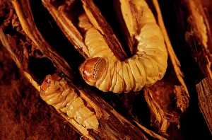 Grubs: Witchetty / Witjuti grub - wood moth larva, Aboriginal food