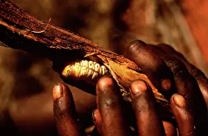 Grubs: Witchetty / Witjuti grub - wood moth larva, held in hands