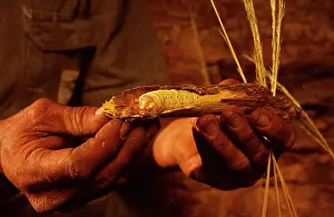 Auscape - Named Photographers: Witchetty / Witjuti grub - wood moth larva, Aboriginal food