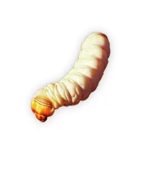 Xyleutes: Witchetty / Witjuti grub - wood moth larva