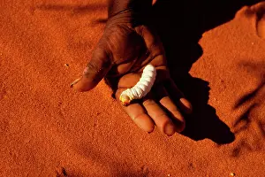 Xyleutes: Witchetty / Witjuti grub - wood moth larva held in hand