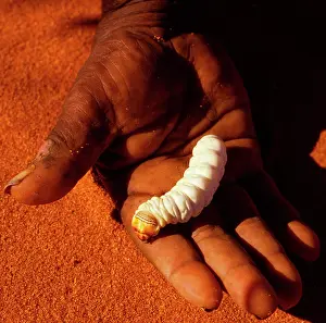 Grub: Witchetty / Witjuti grub - wood moth larva held in hand