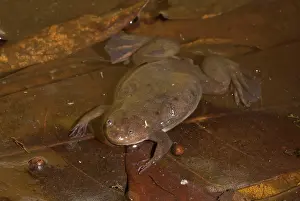 Witte: Witte's Clawed Frog