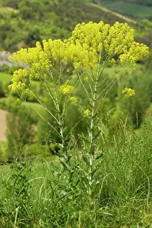 Tinctoria: Woad - in flower on roadside, source of dye
