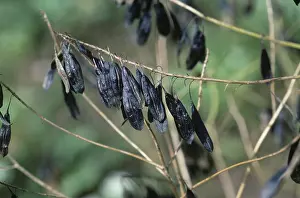 Tinctoria: Woad (Isatis tinctoria) seedpods
